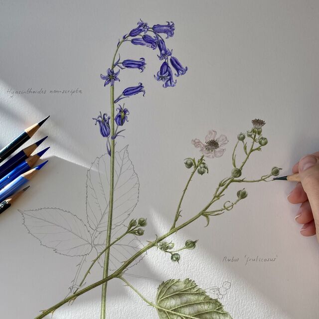 Bluebells and Bramble