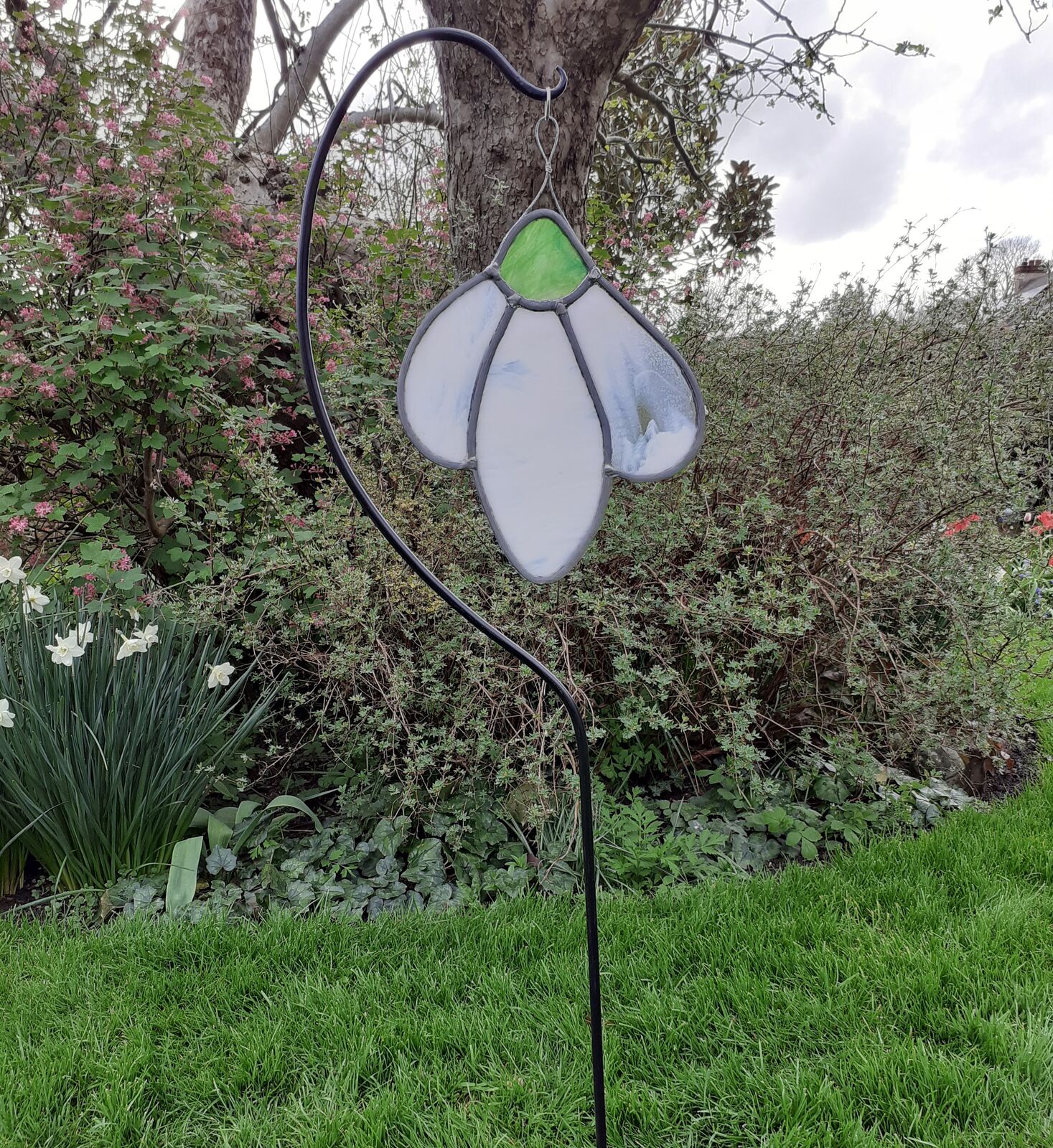 Garden snowdrop
