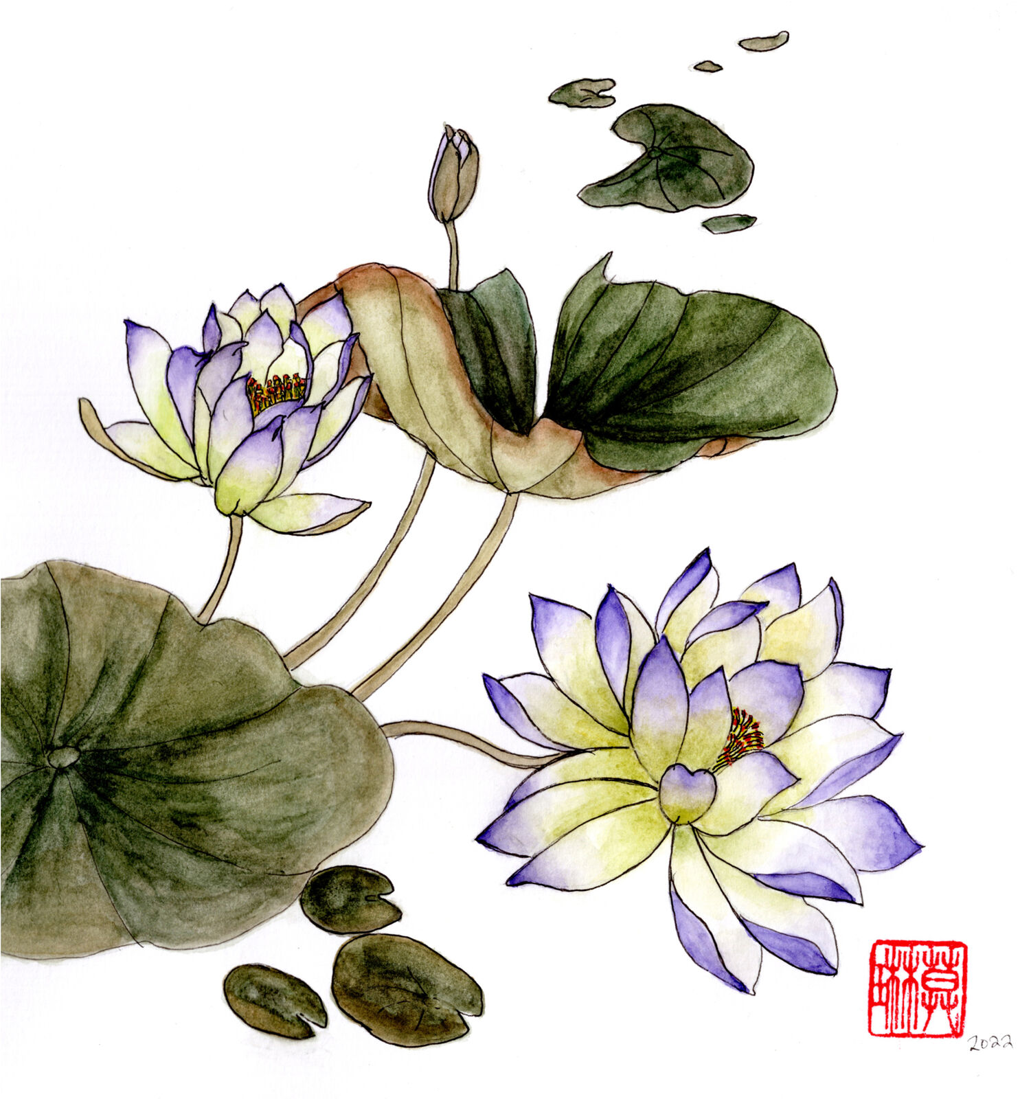 Water Lily