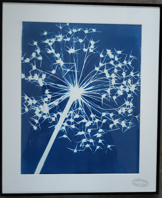 Allium