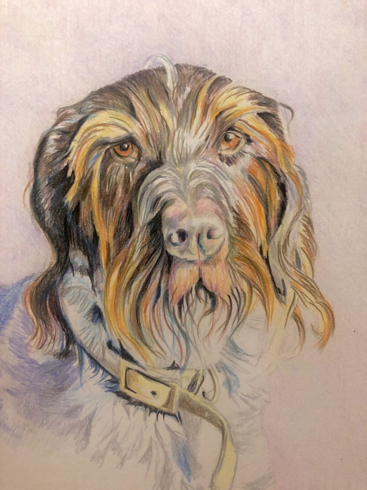 Old Dog