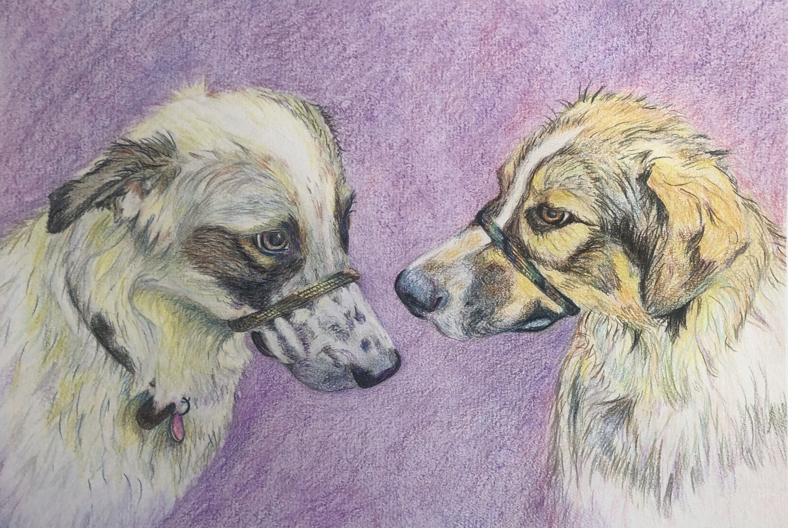 2 dogs