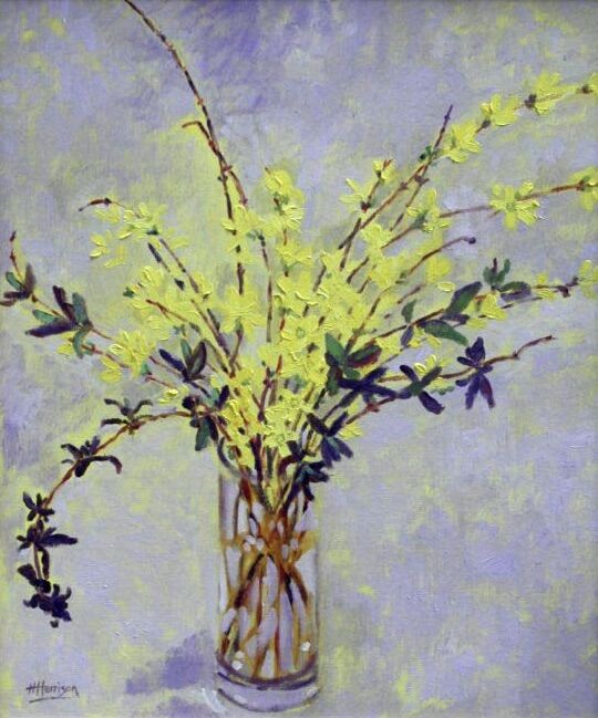 Forsythia