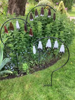 Fuschias