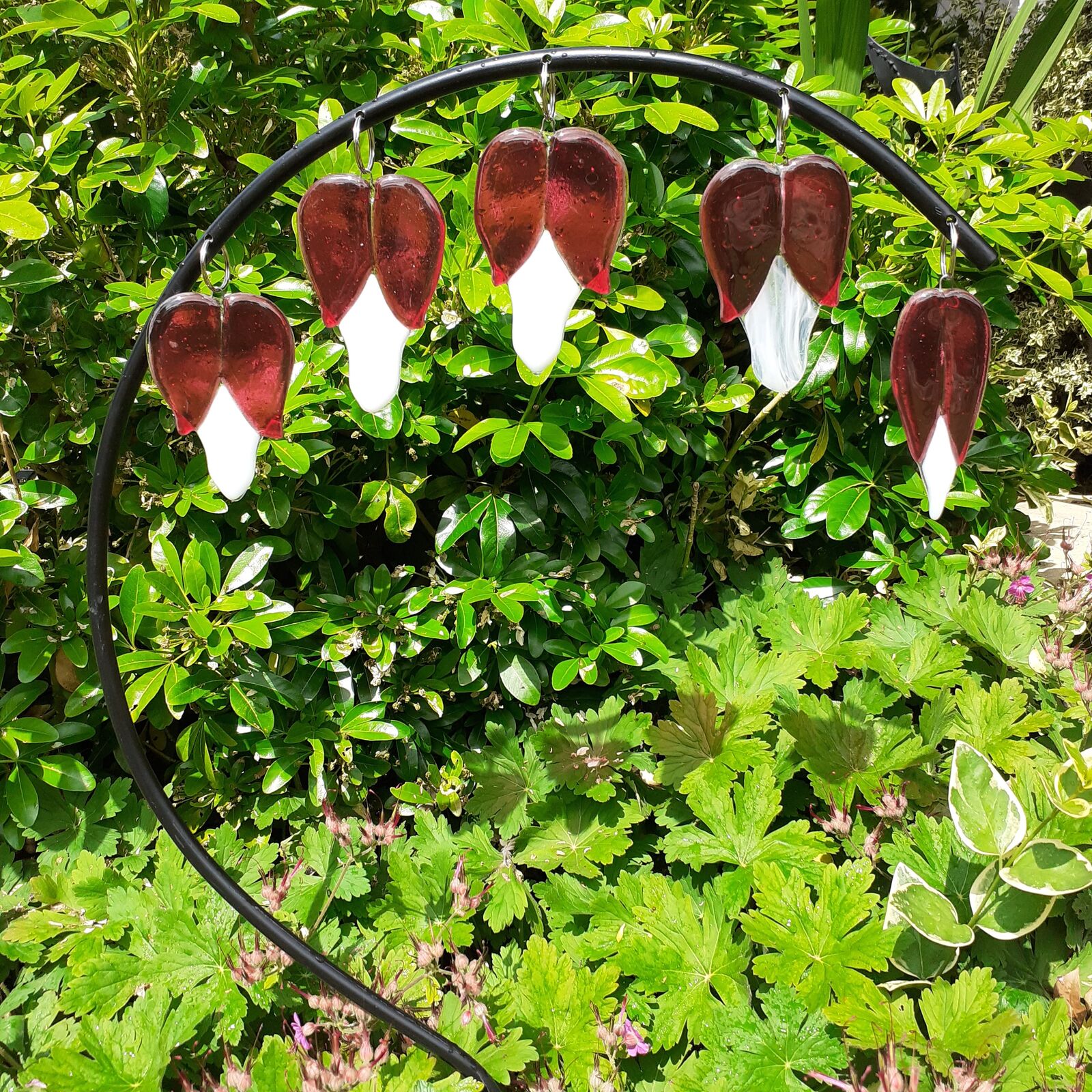 Bleeding hearts