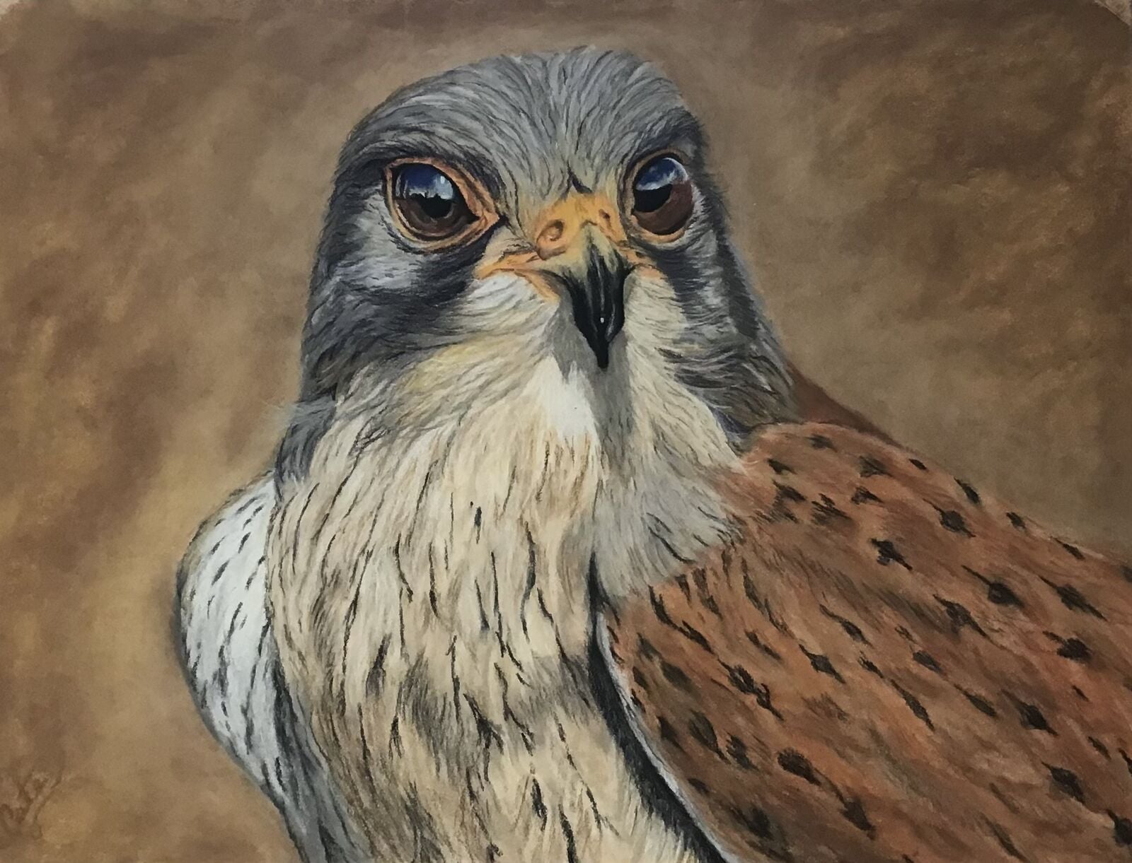 Kestrel