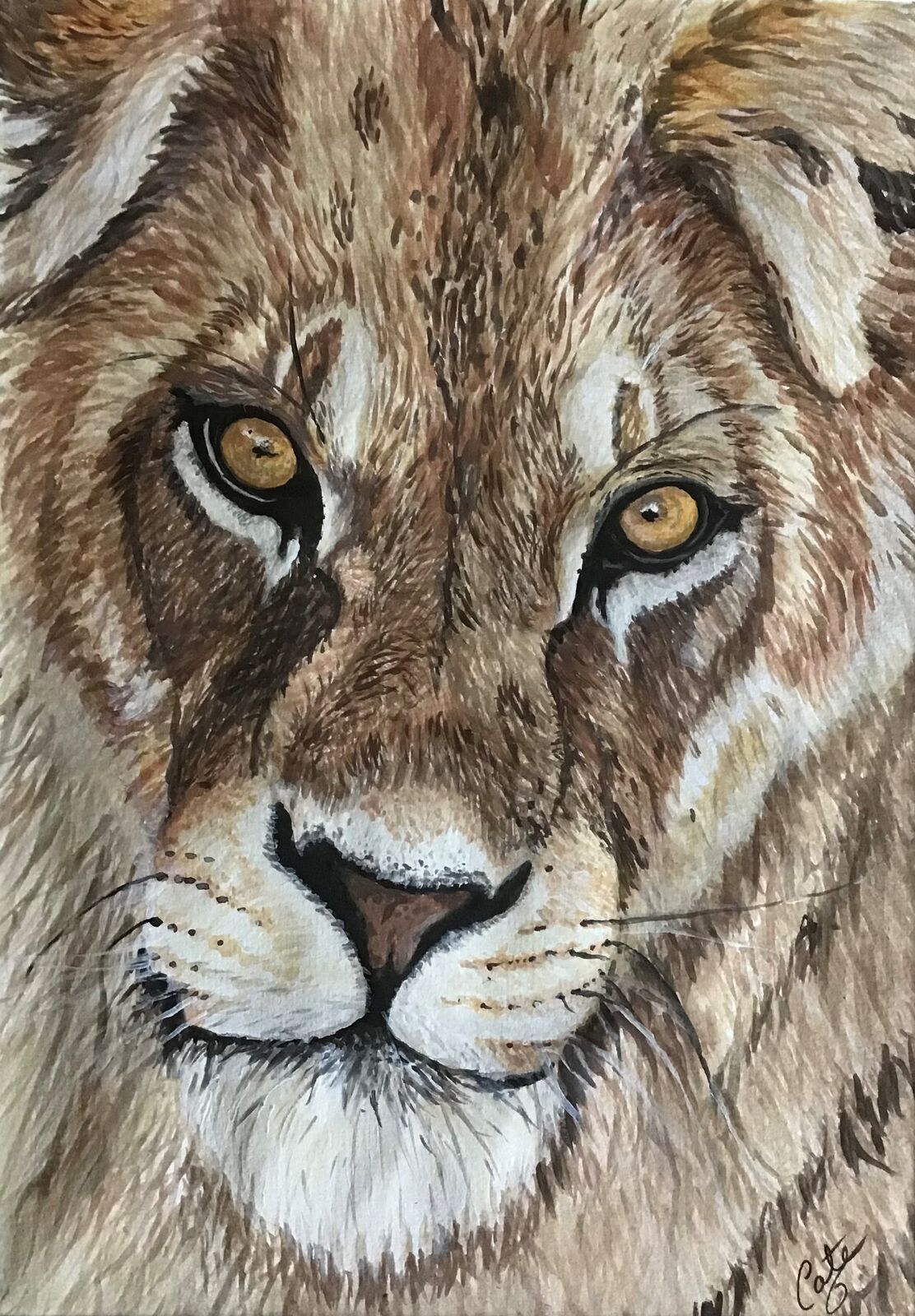 Lions Stare