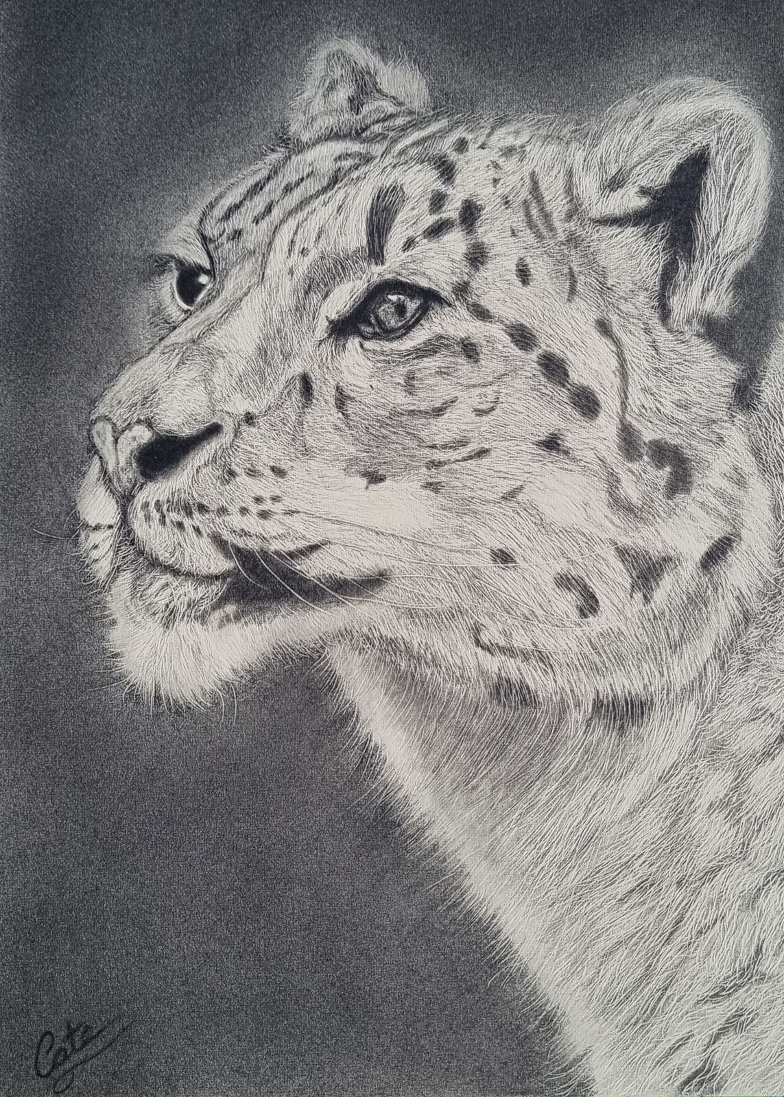 Snow Leopard