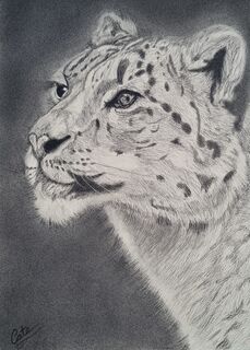 Big Cats