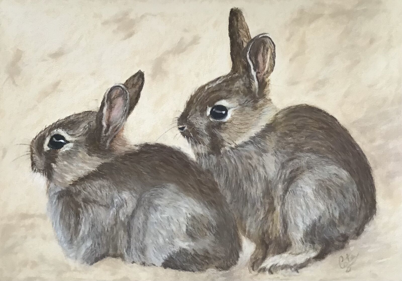 Baby Rabbits