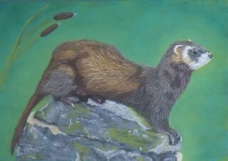 British Wildlife