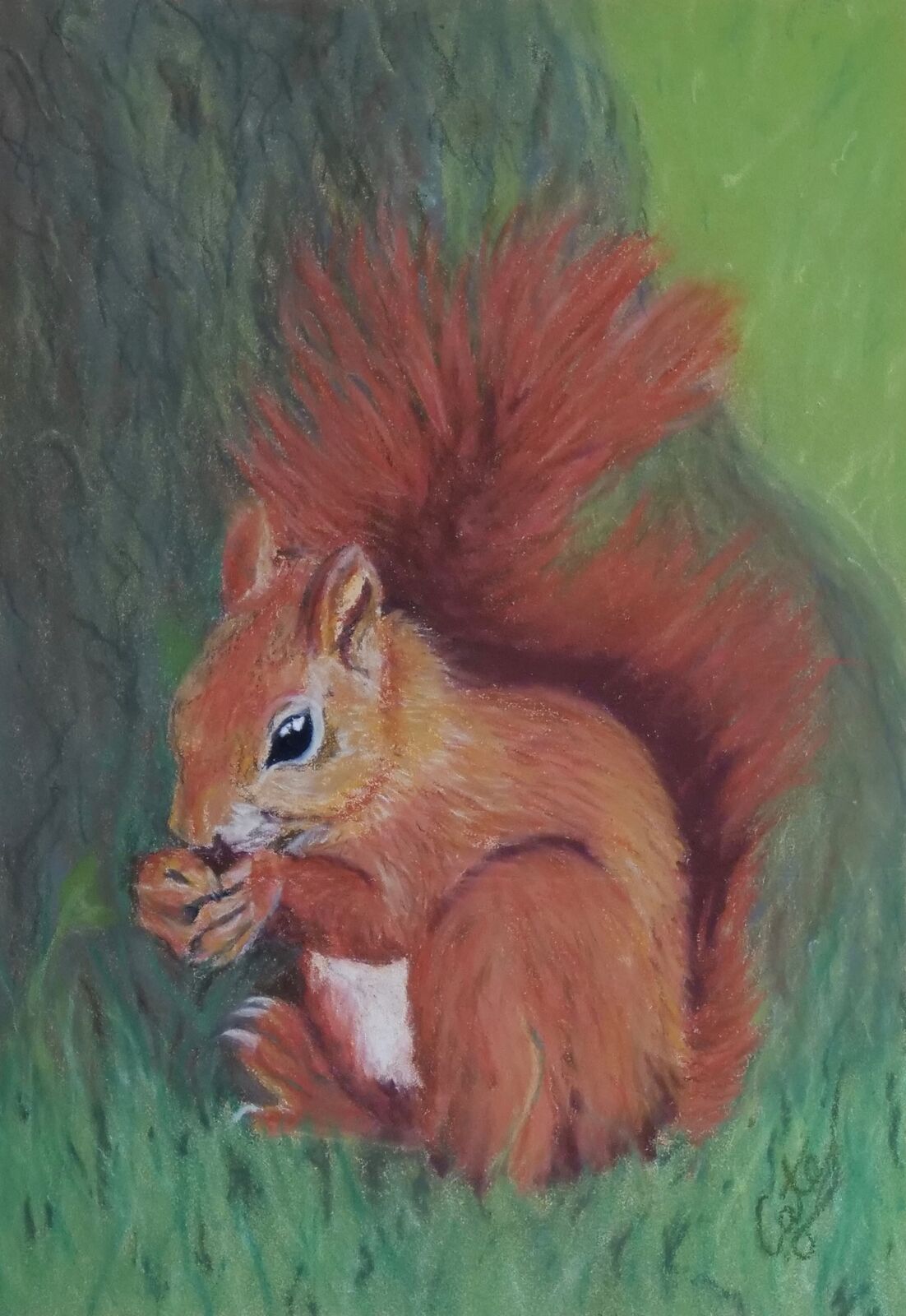 Red Squirrel