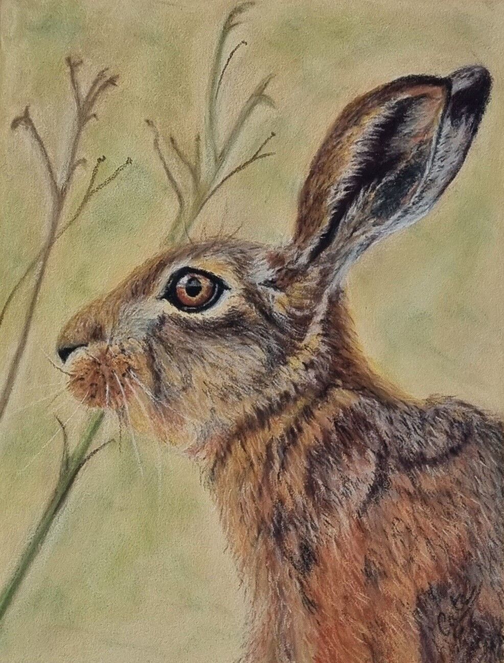 Small Hare