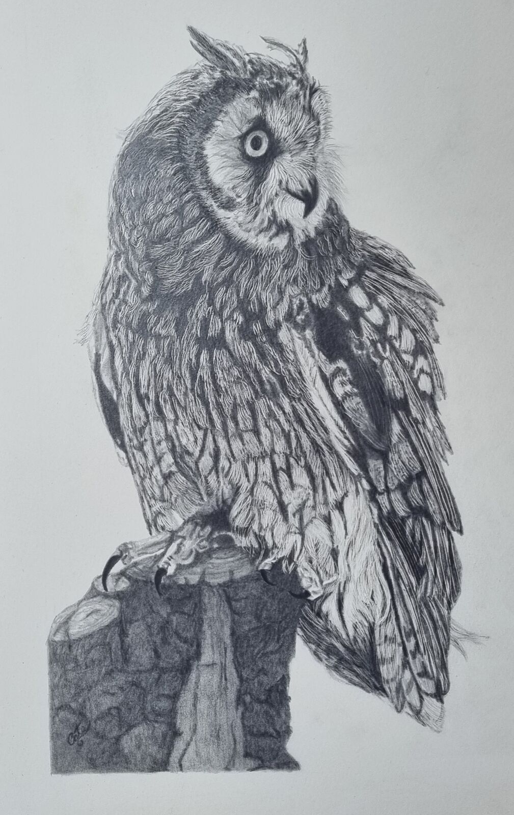Long Earred Owl