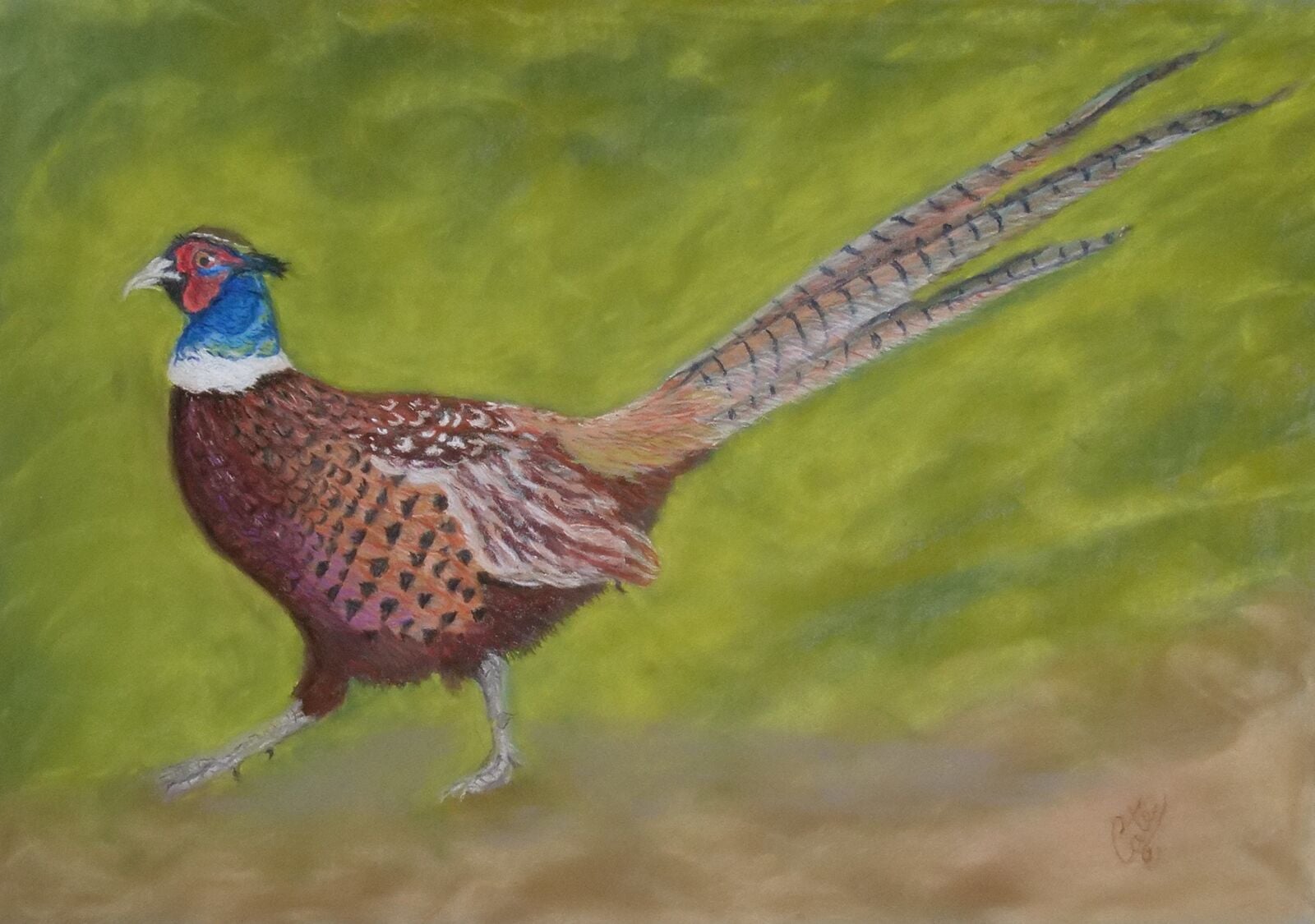 Pheasant