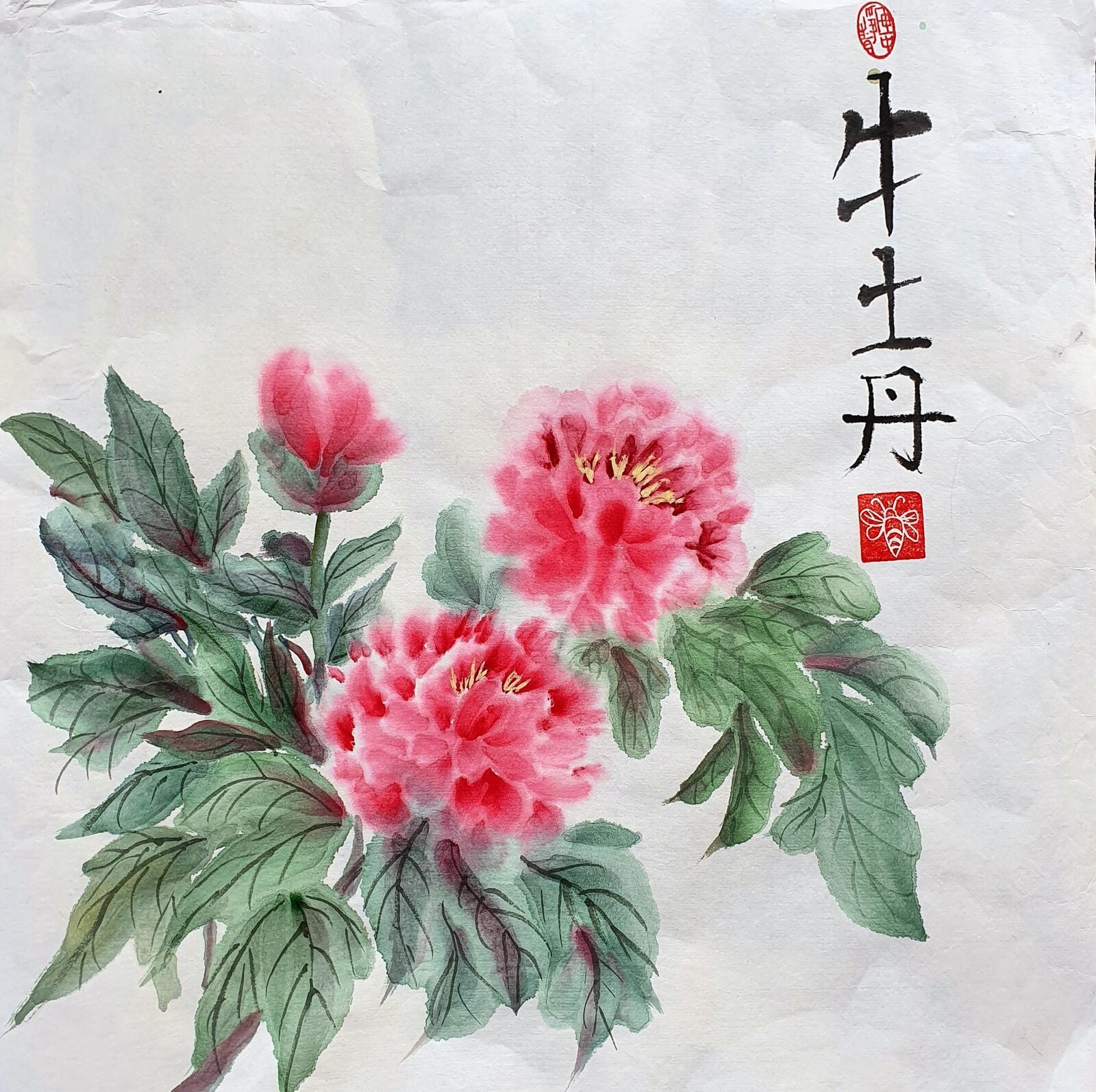Peonies grace my garden
