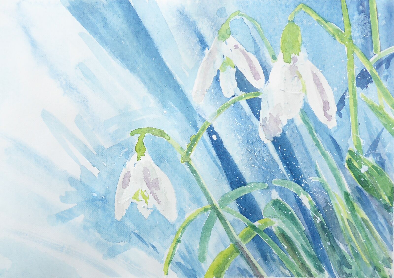 Snowdrop 2