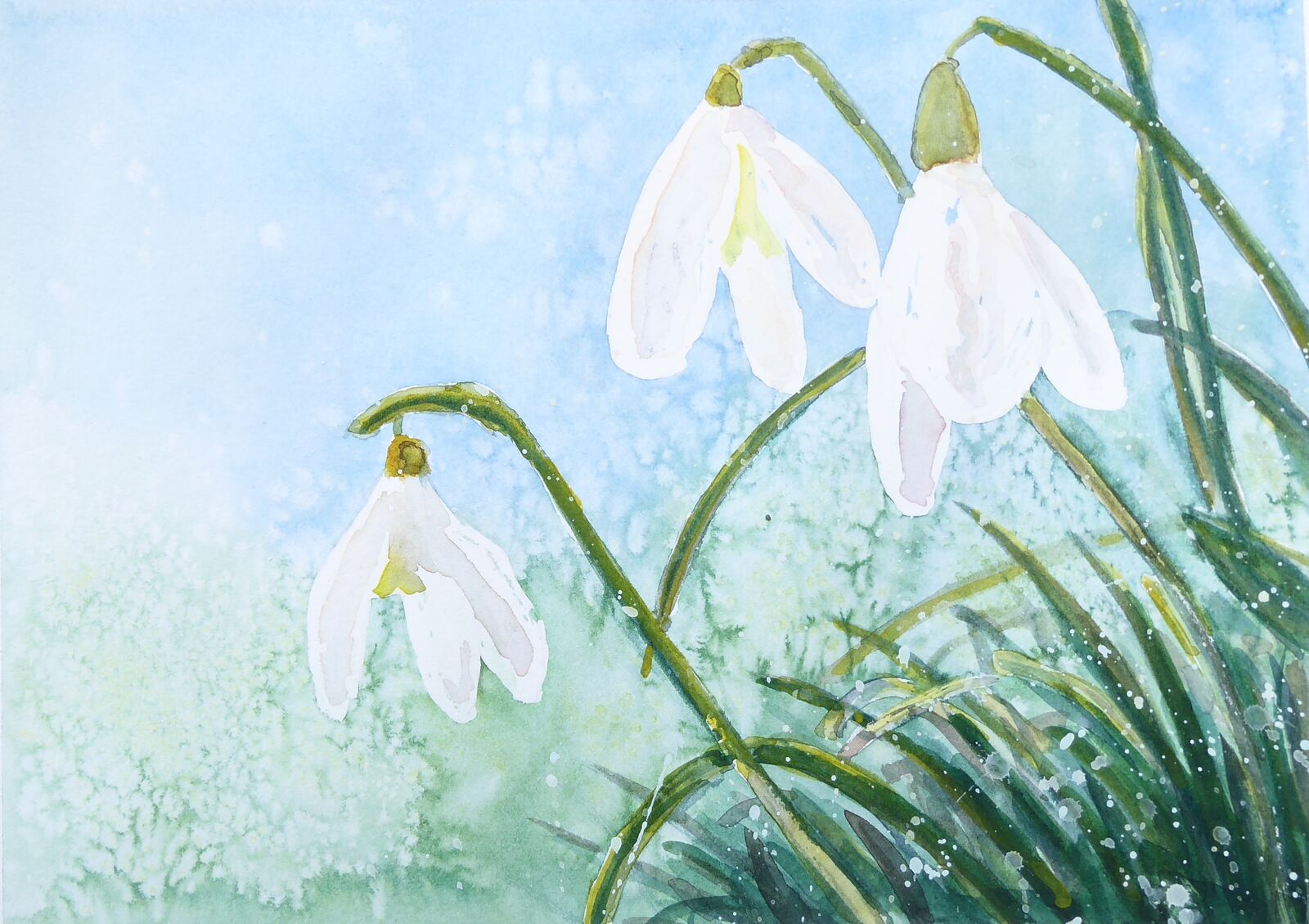 snowdrop 1