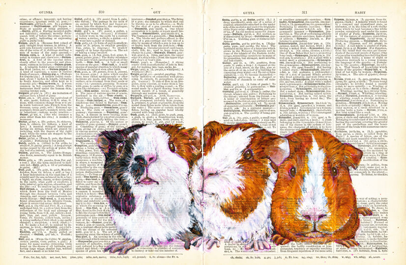 Guinea Pigs original on 1892 Dictionary Paper