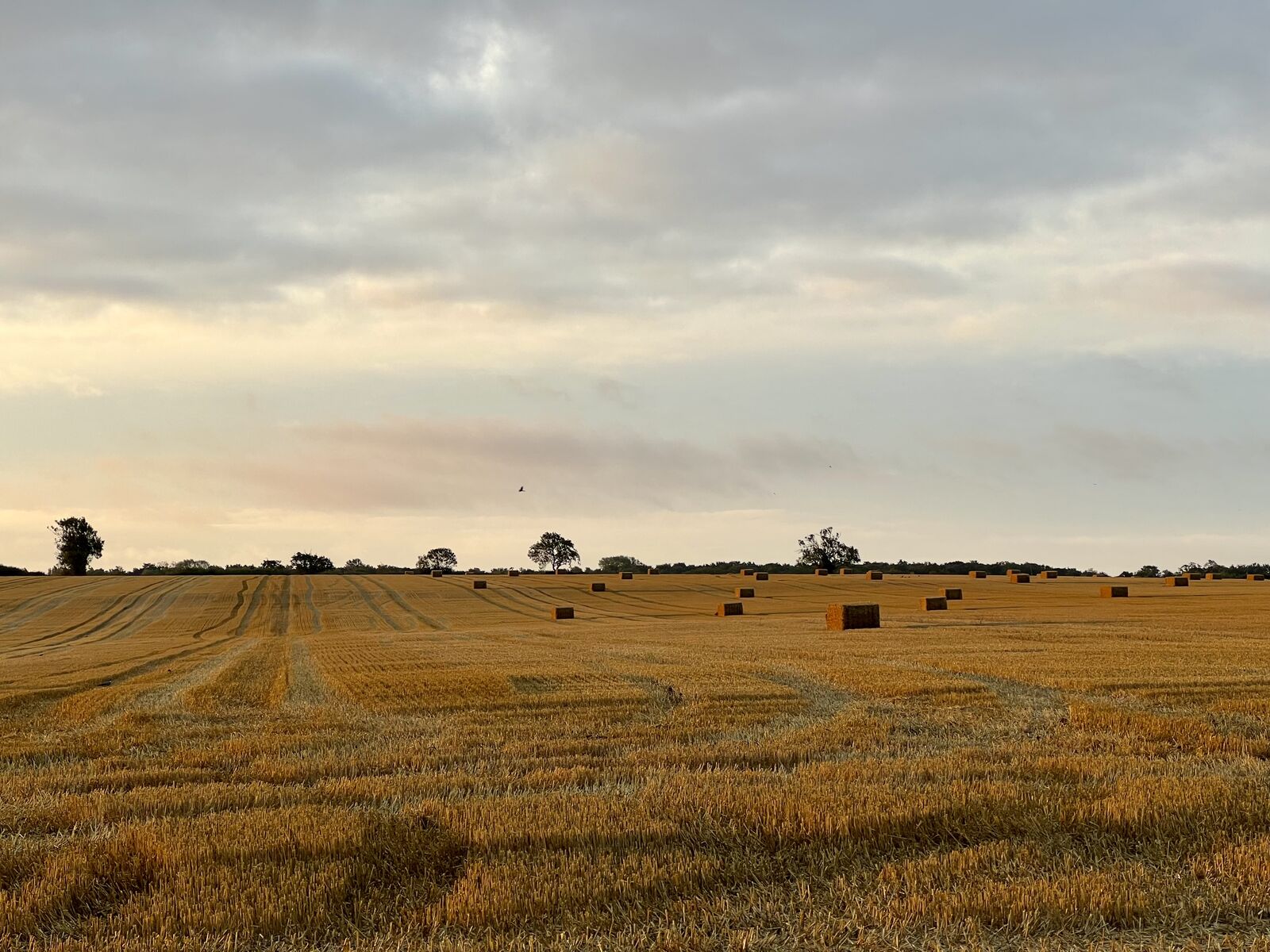 Sunrise over harvest 2