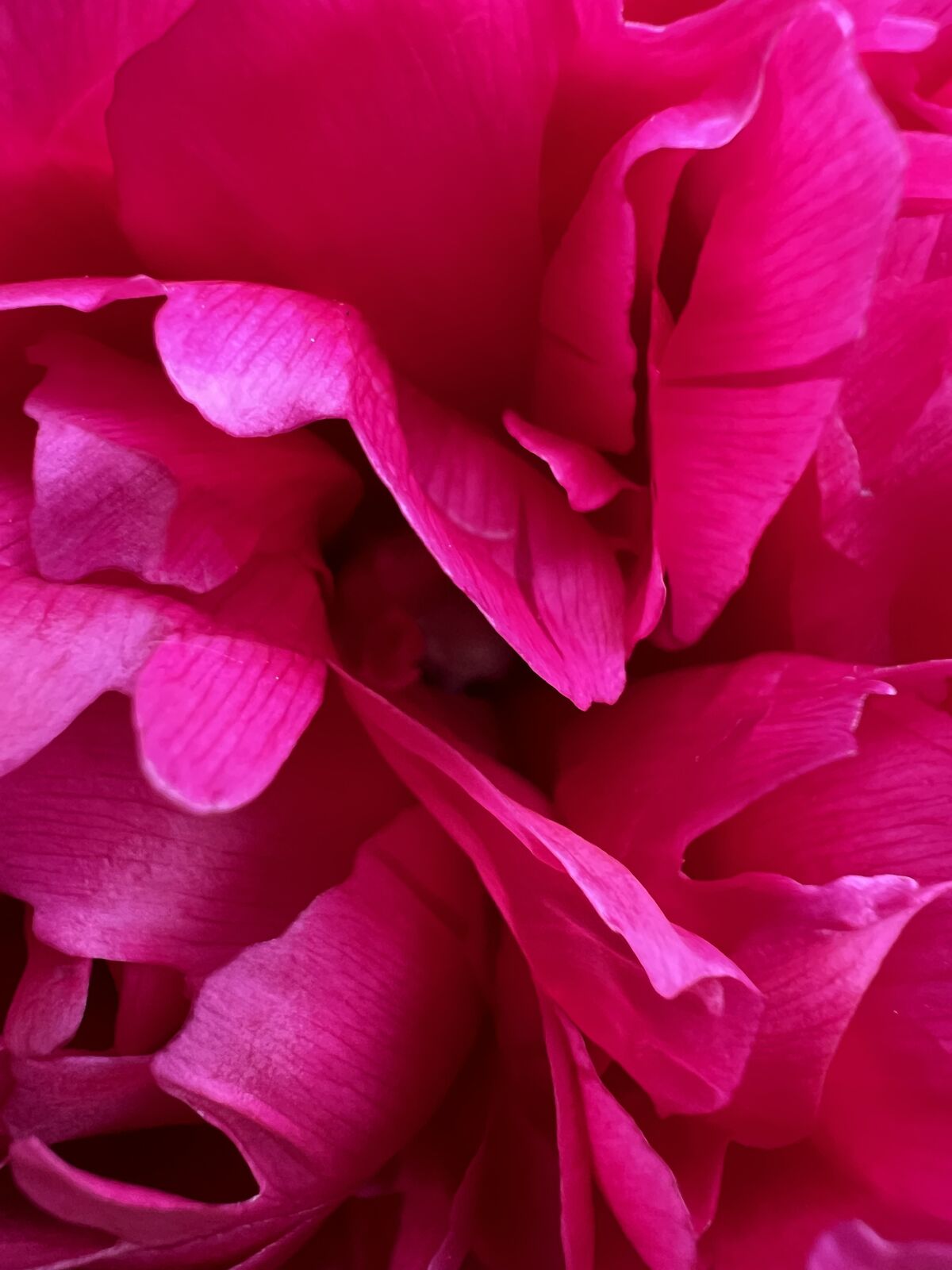 Peony