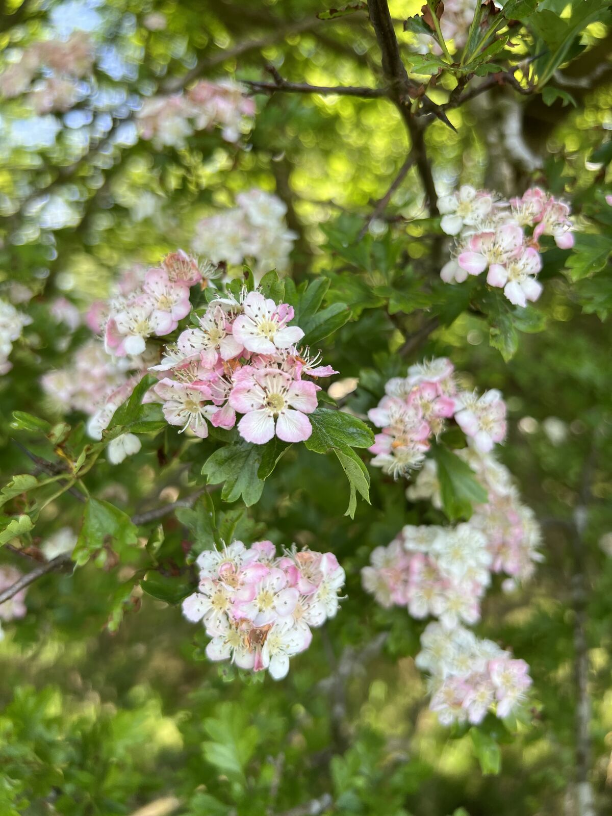 Hawthorn