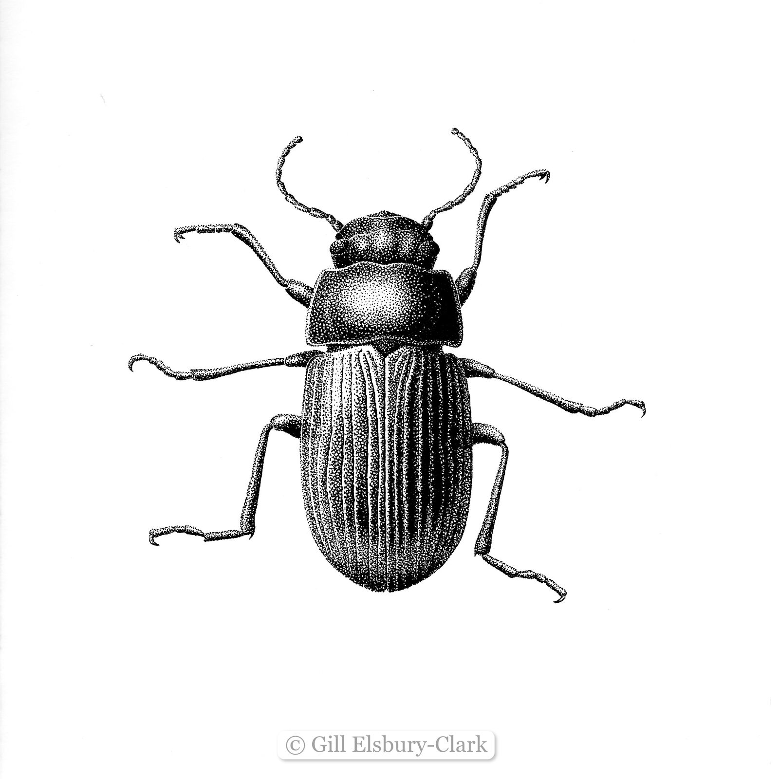 Beetle 1