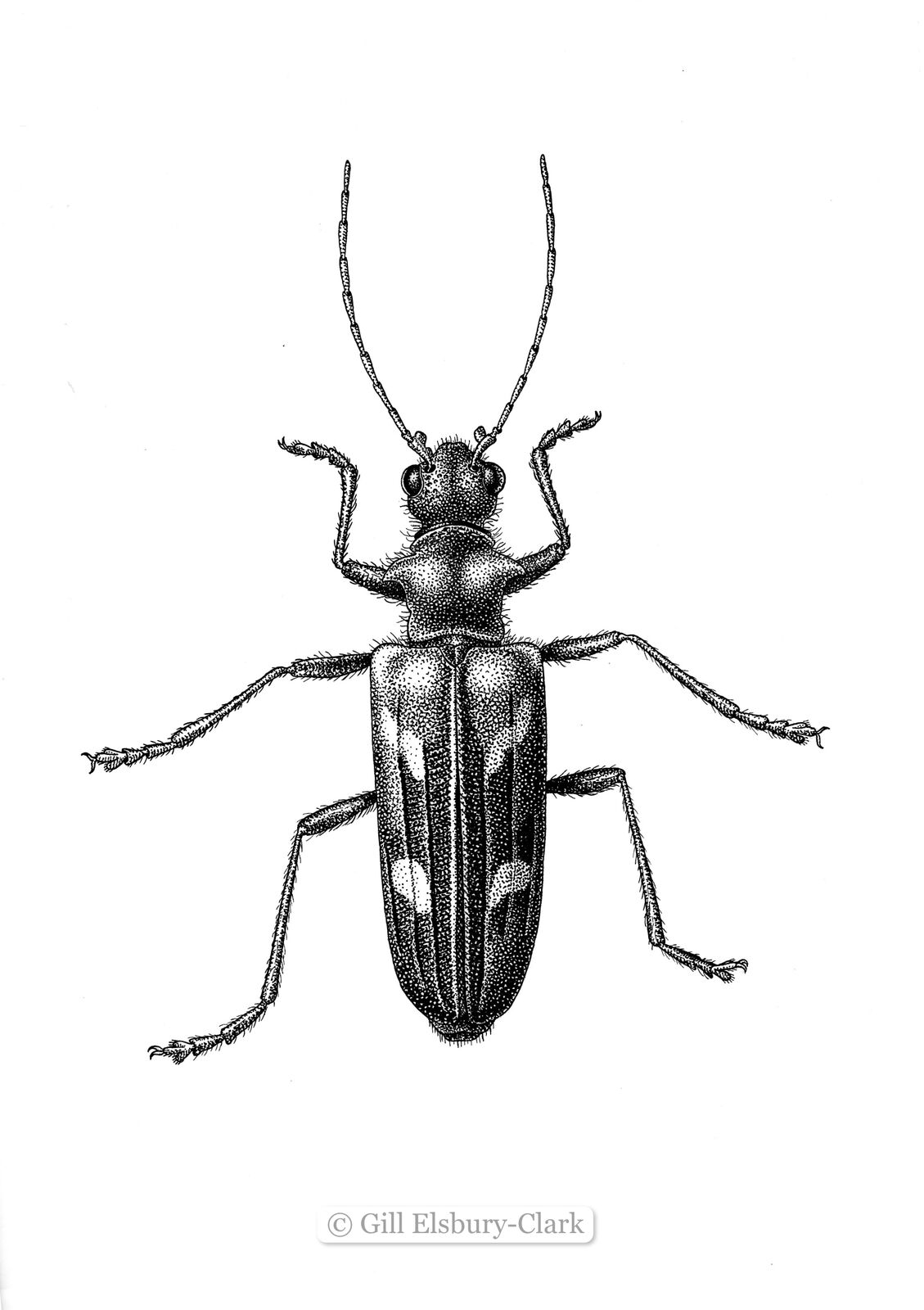 Beetle 2