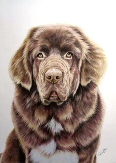 Pet Portraits - Coloured Pencils