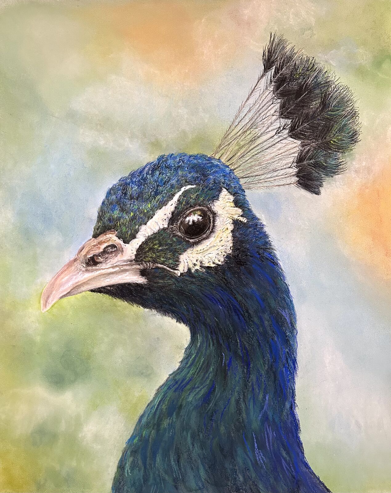Teal Majesty, a peacock’s gaze