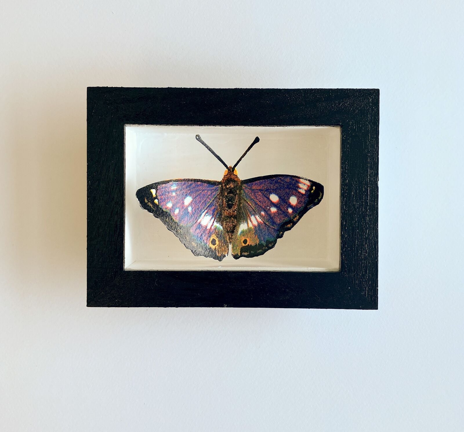 The Purple Emperor