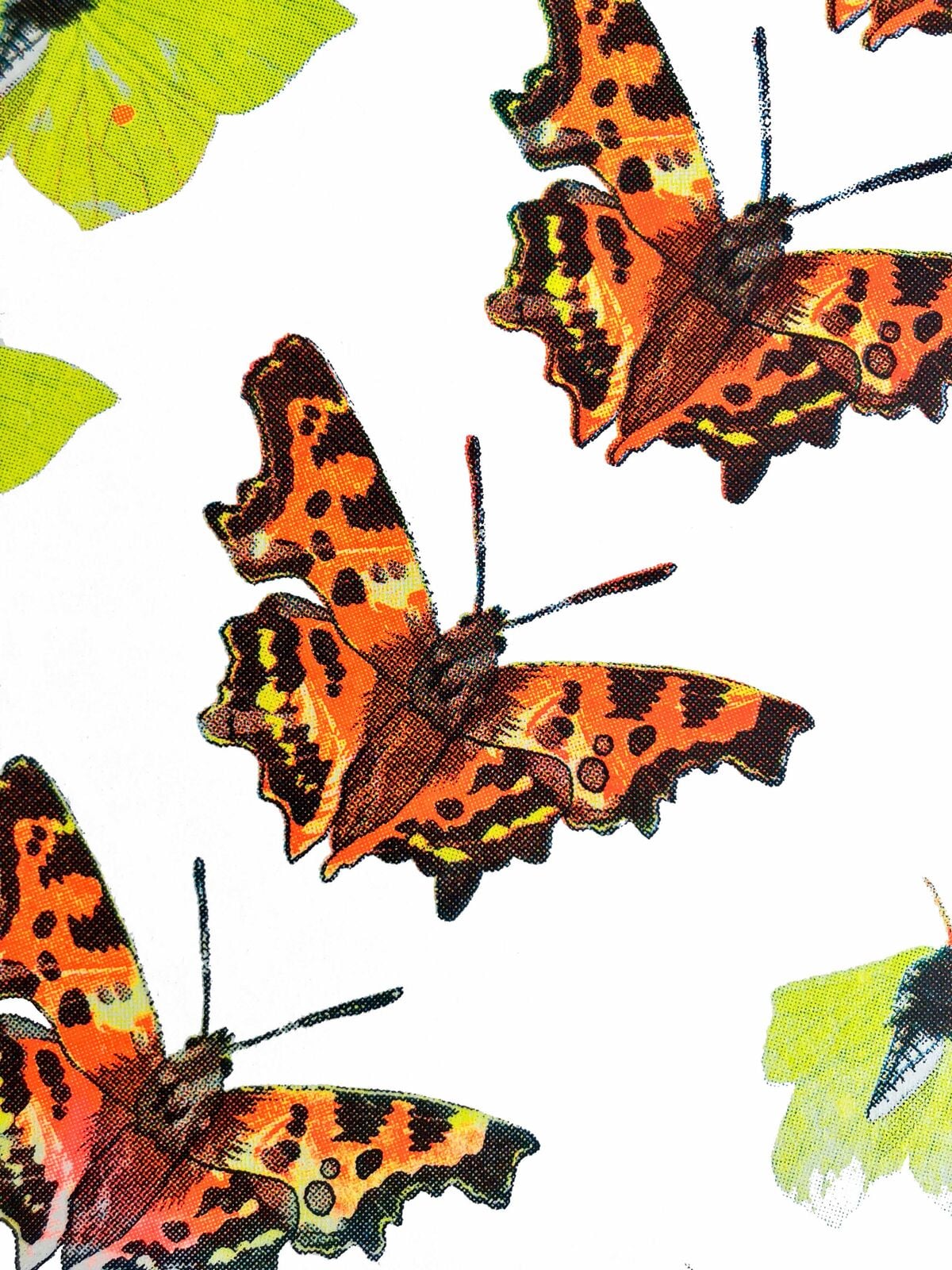 A secret world of butterflies close up