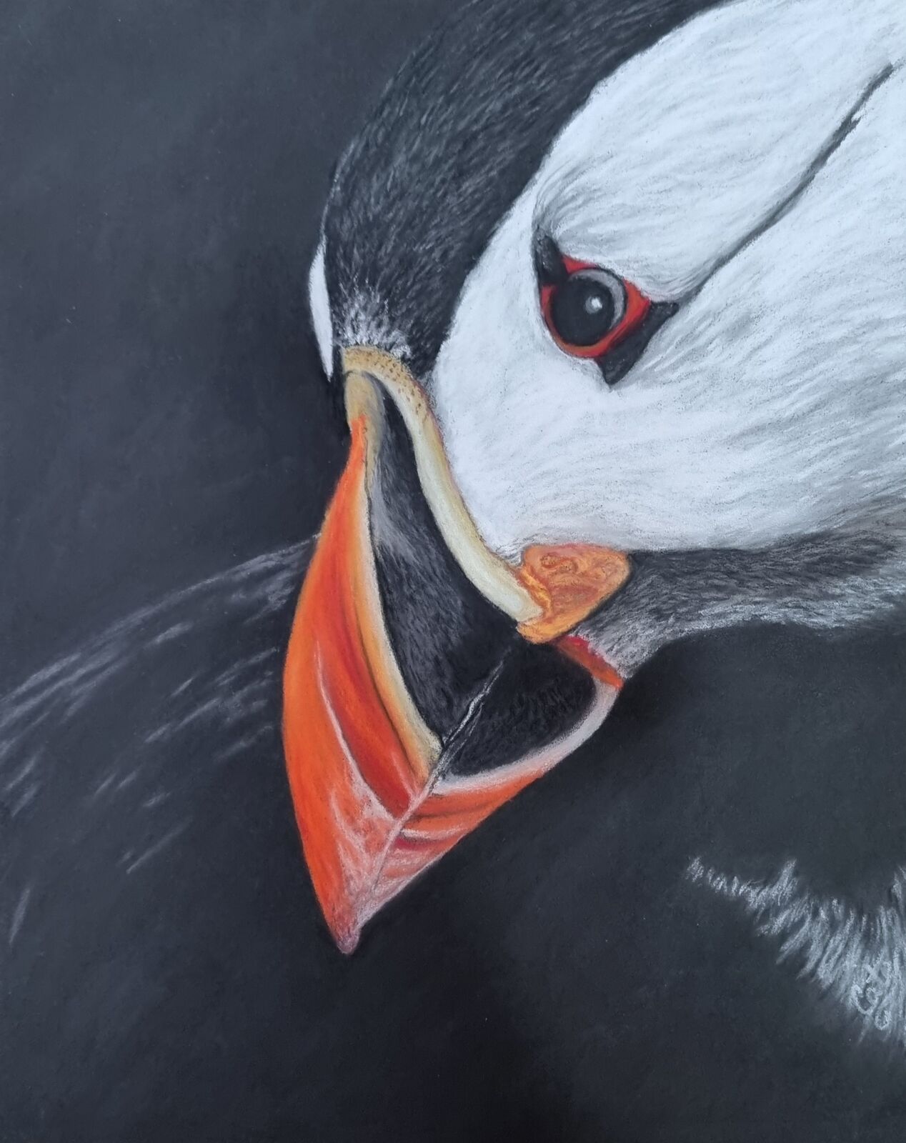 Puffin's Gaze