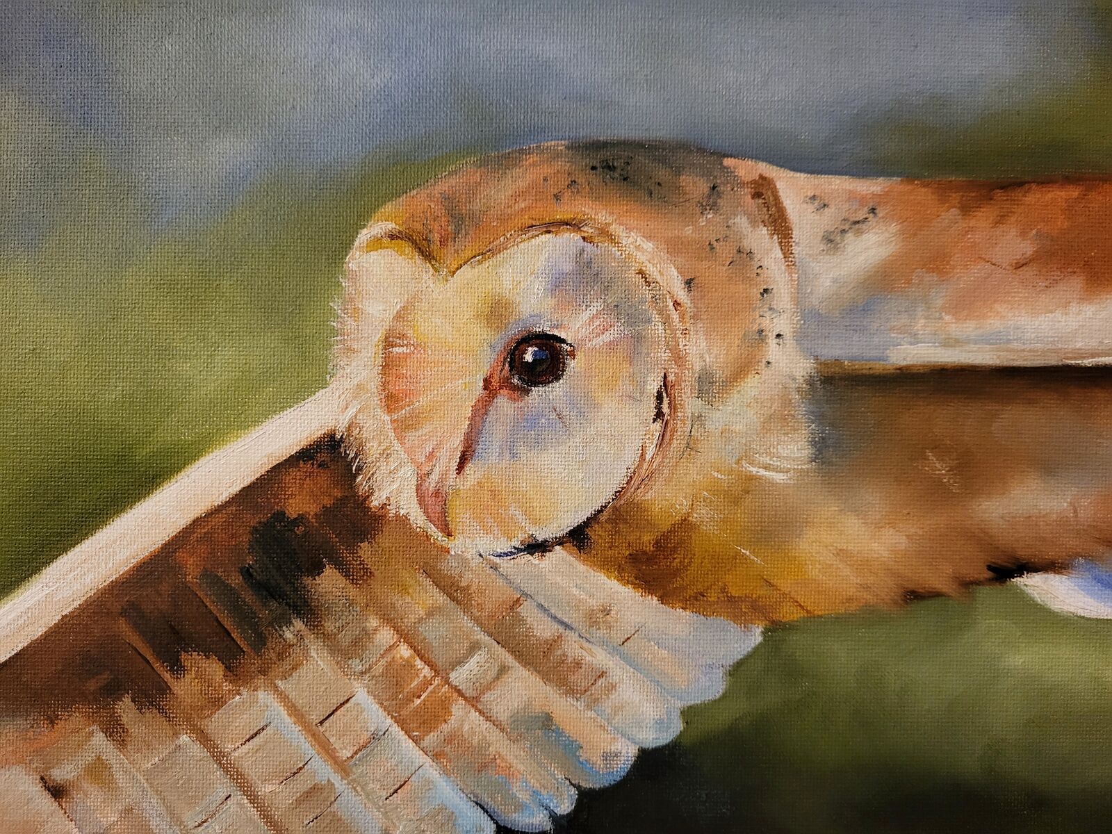Barn Owl