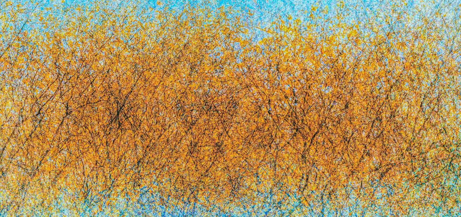Autumn Birch