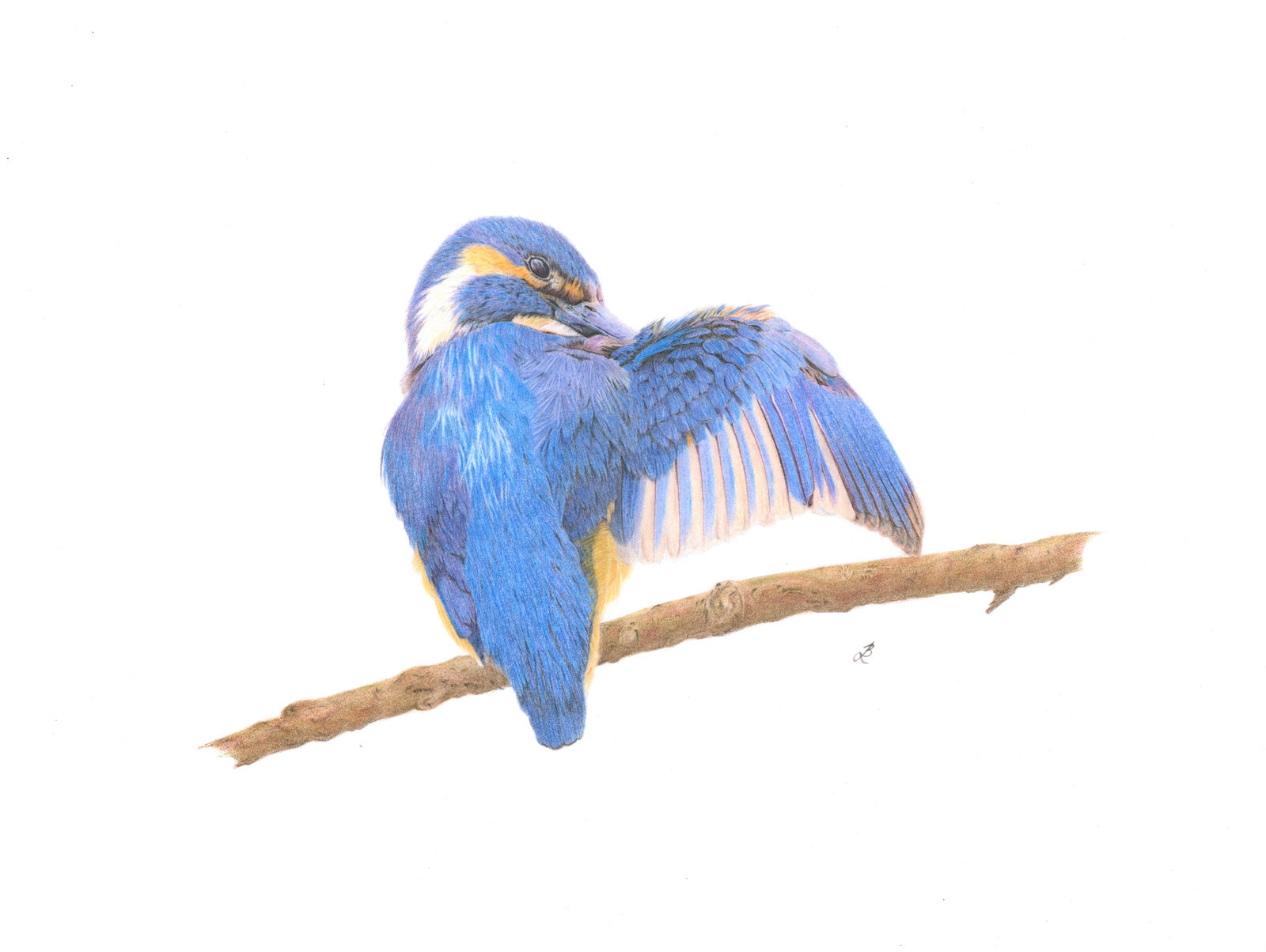 Kingfisher