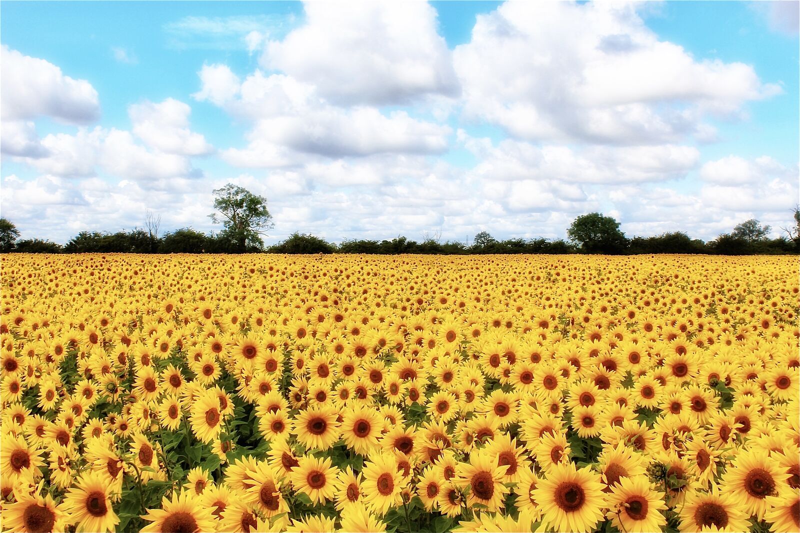A Touch of Van Gogh
