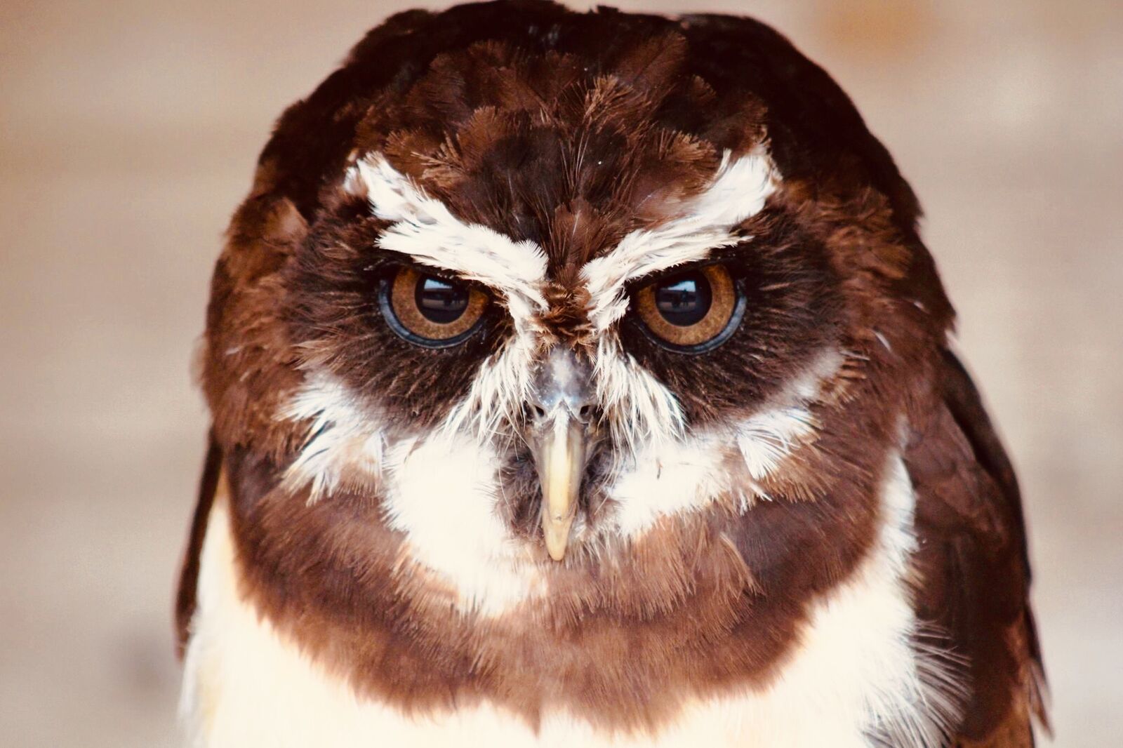 Angry Owl