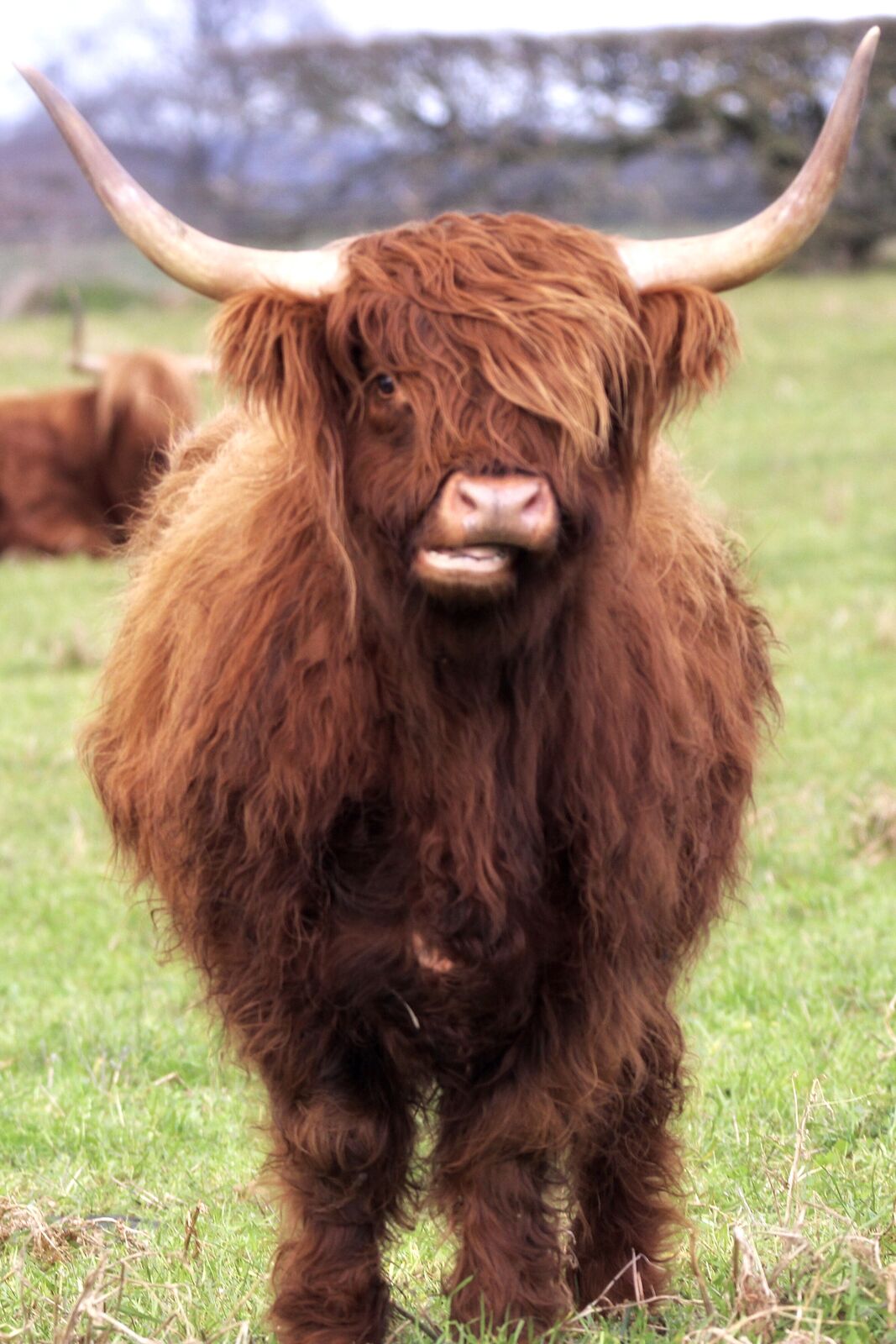 Angus