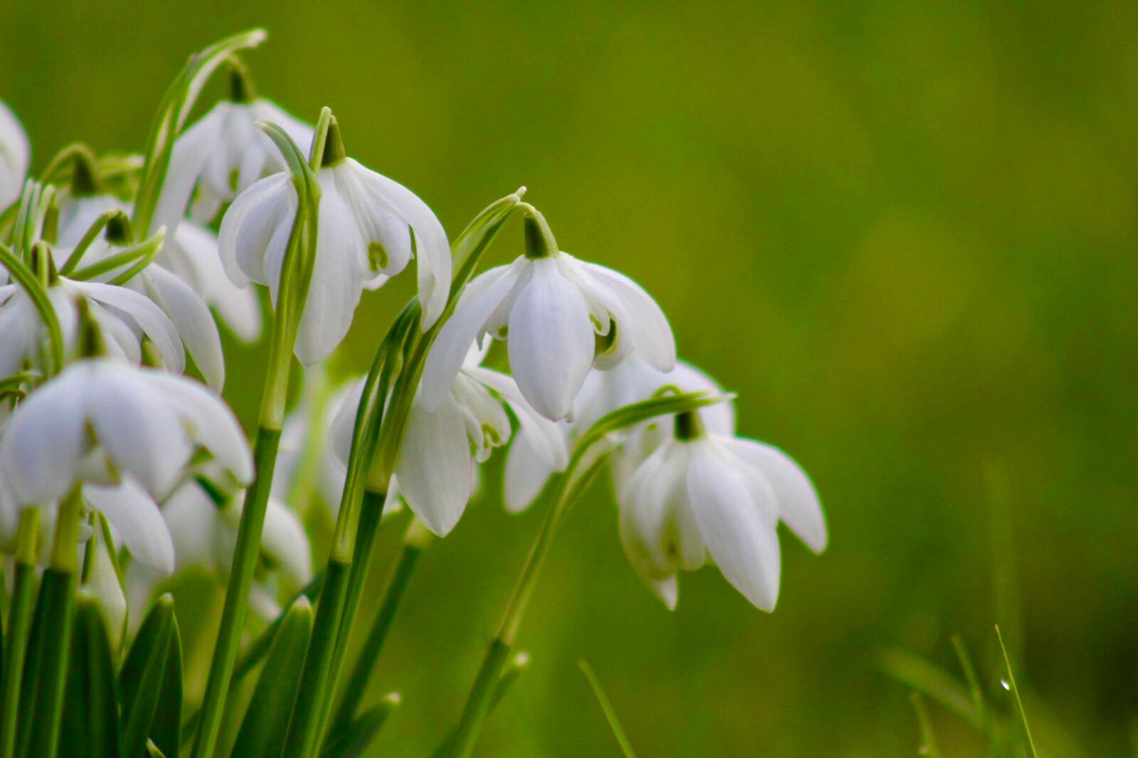 Snowdrops