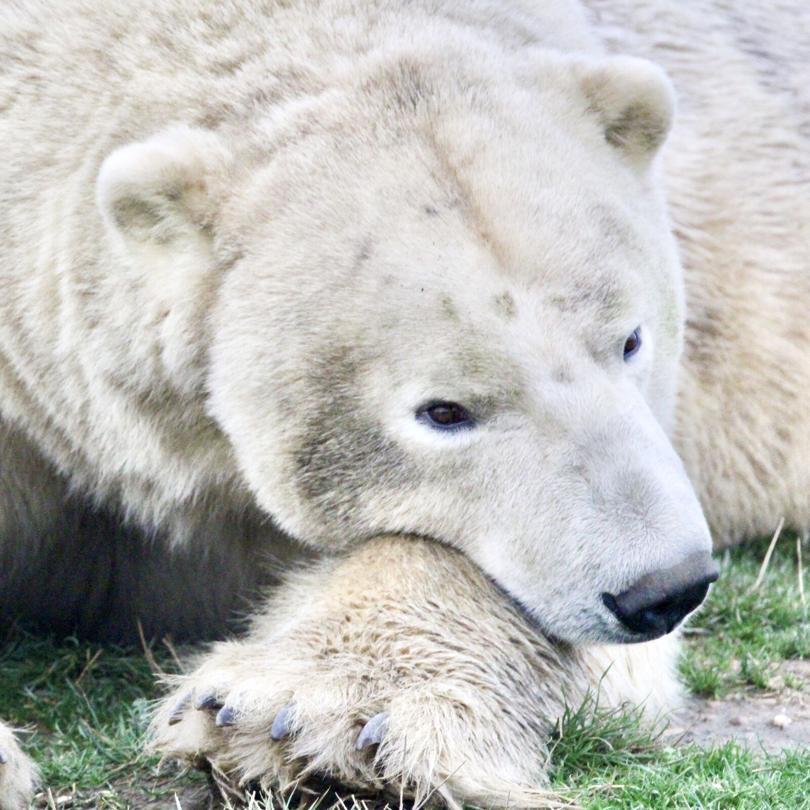 Polar Bear