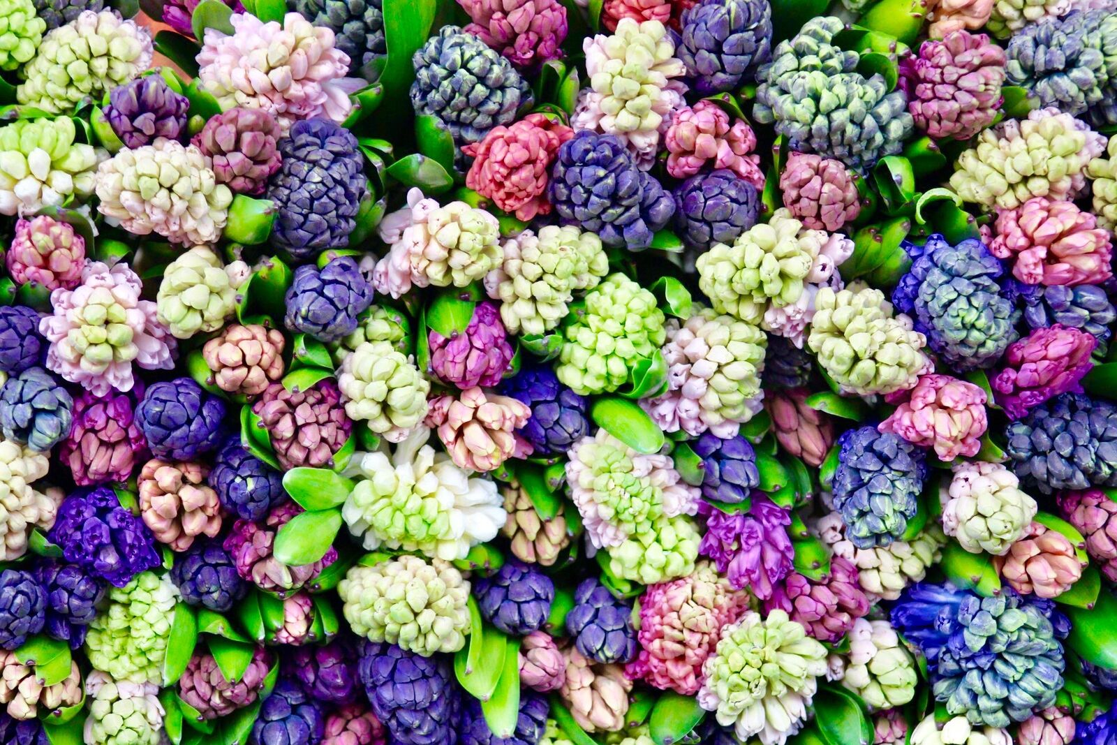Hyacinths 