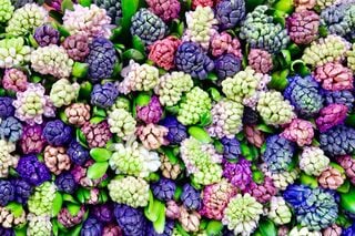 Flora