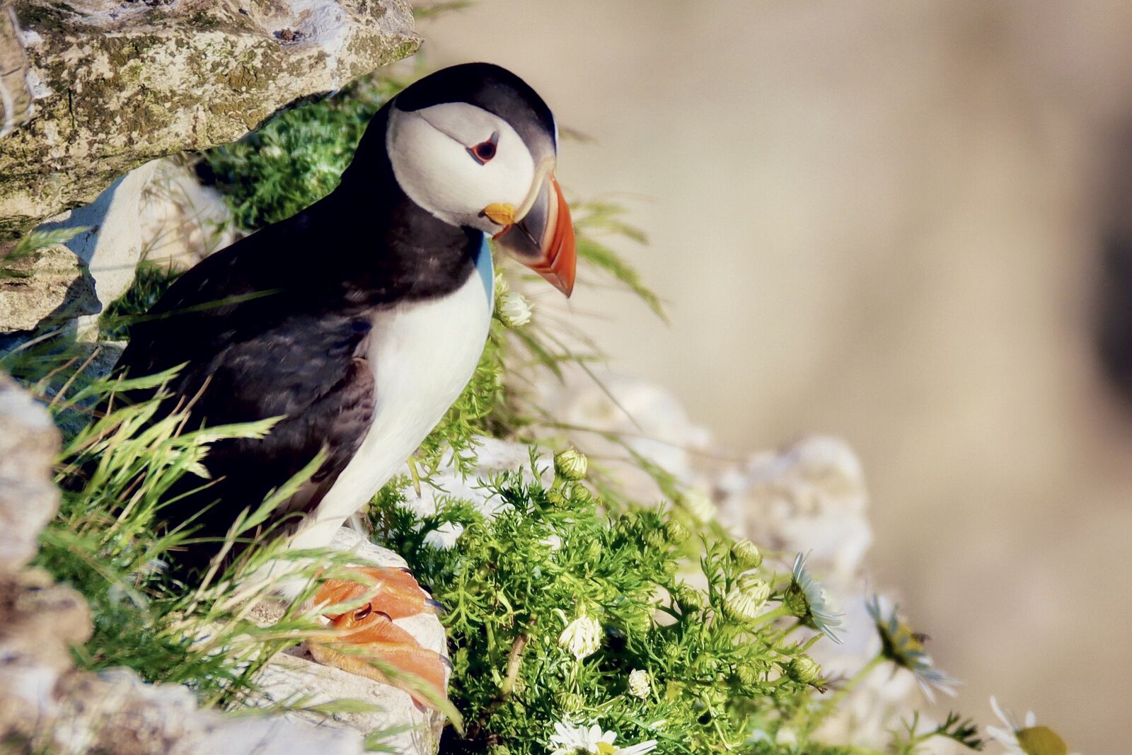 Puffin 