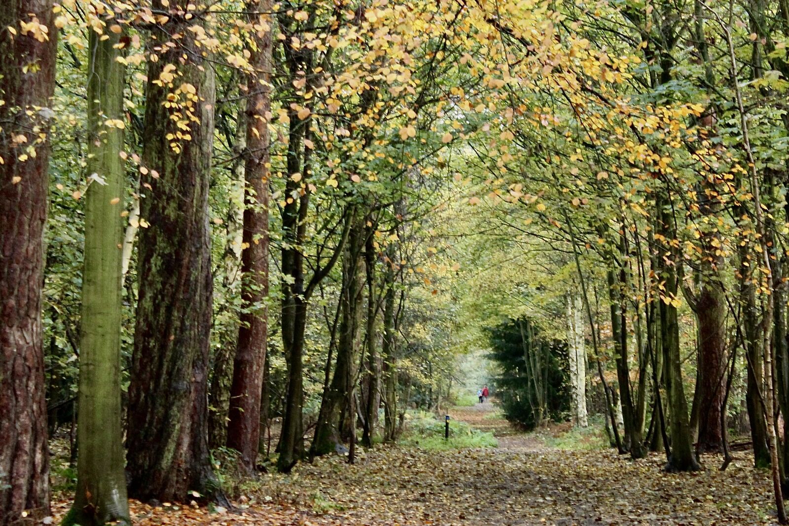 Into the woods