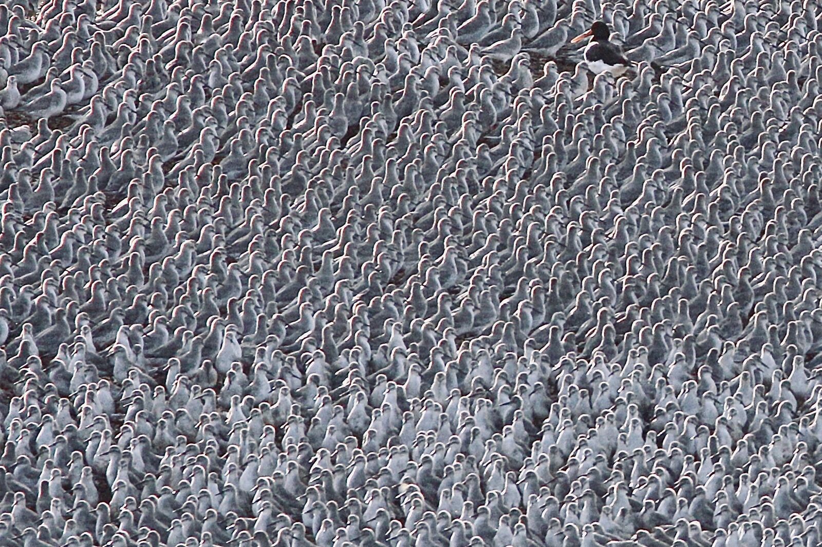 Where’s Wally