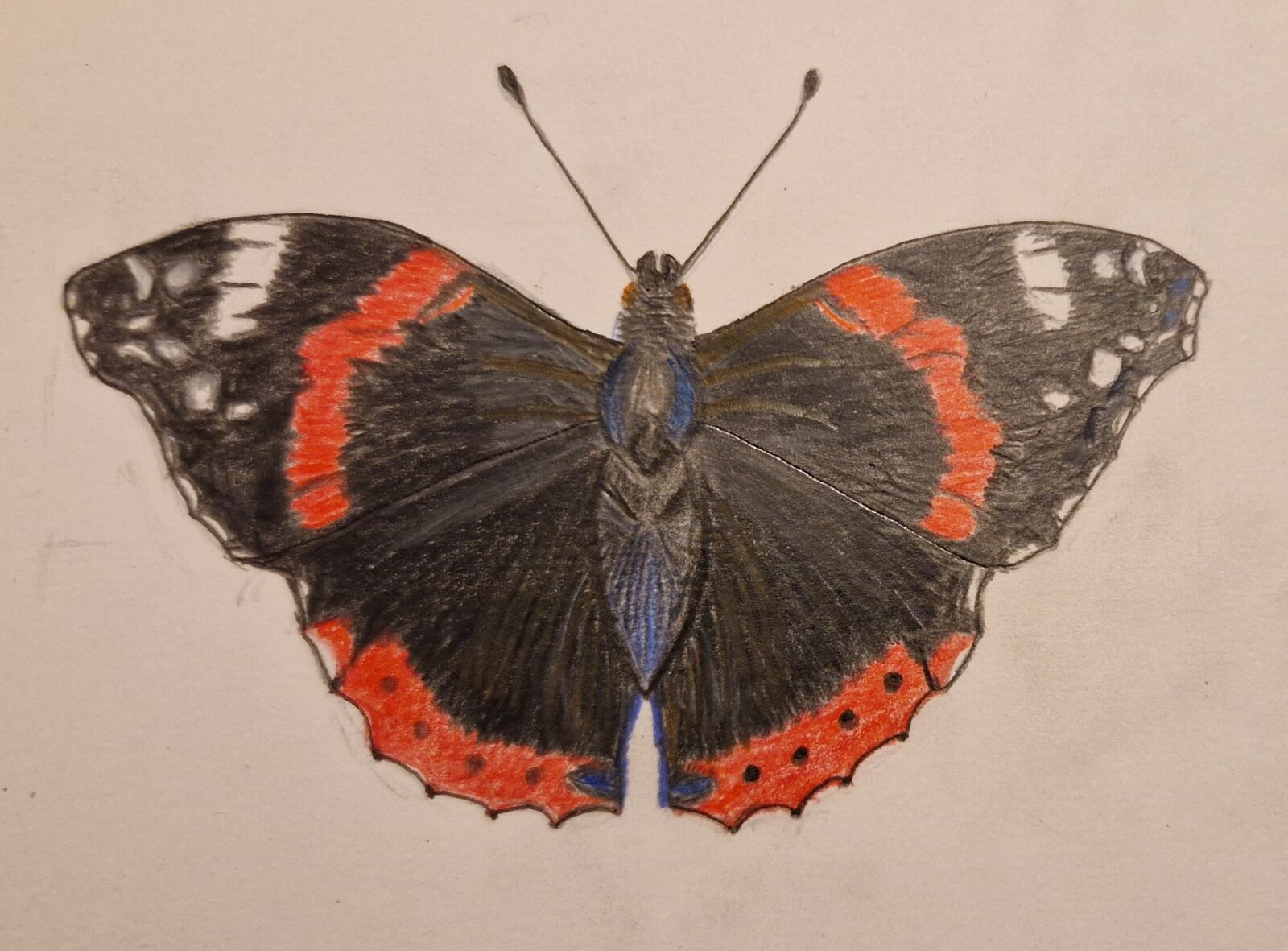 Red Admiral
