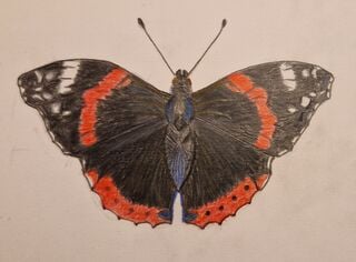 Drawing artwork by Ruth Picton