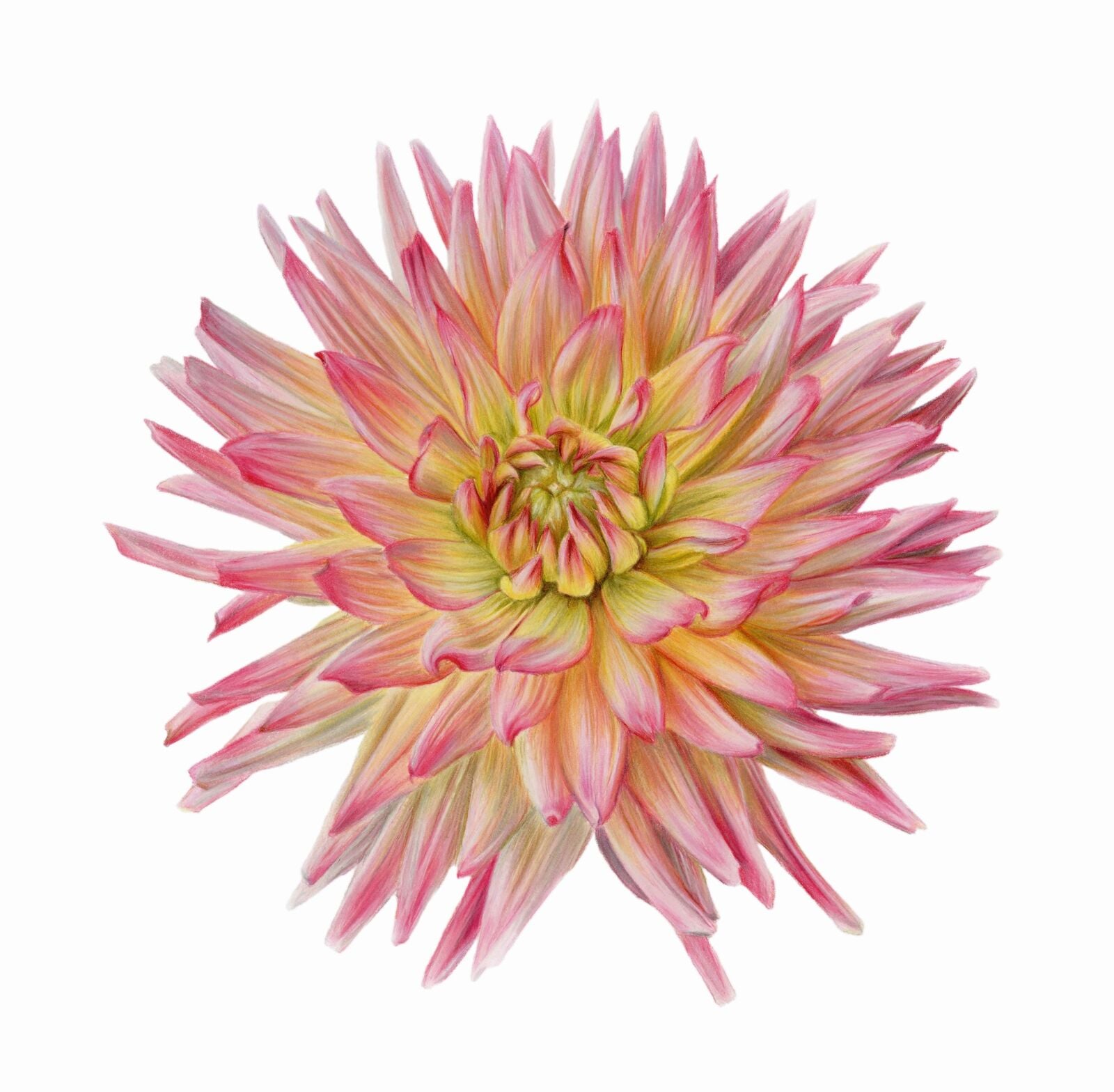 Dahlia- Karma Sangria