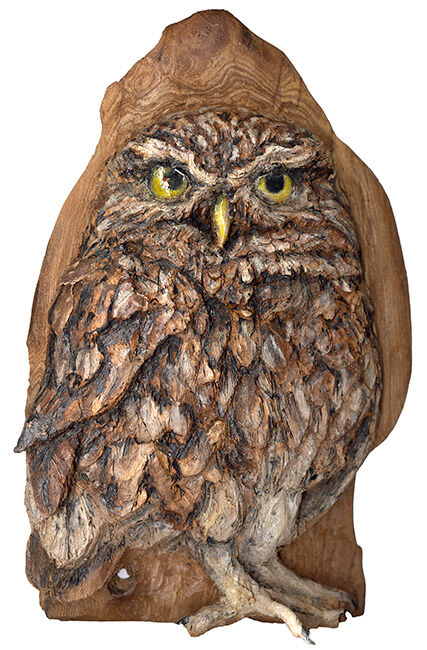 Little owl